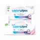 12x WATERWIPES Nedves törlőkendők Body&Intimate 30 db (360 db)