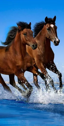 Lovas Ocean Riders fürdőlepedő, strand törölköző 70x140cm