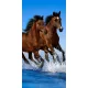 Lovas Ocean Riders fürdőlepedő, strand törölköző 70x140cm