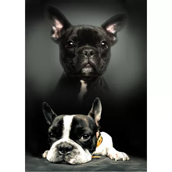 Kutyás Bulldog polár takaró 100x140cm