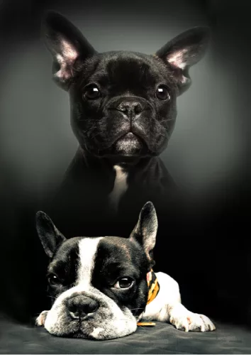 Kutyás Bulldog polár takaró 100x140cm
