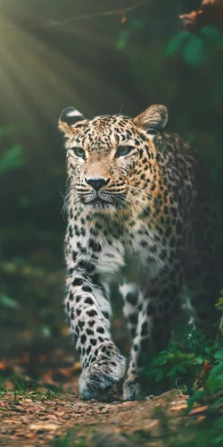 Leopárd Jungle fürdőlepedő, strand törölköző 70x140cm