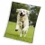 Kutyás Happytail Retriever coral fleece polár takaró 150x200cm