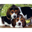 Kutyás Beagles Together 500 db-os puzzle Clementoni