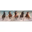 Lovas Wild Brown Horses 1000 db-os panoráma puzzle Clementoni