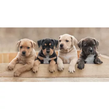   Kutyás Puppy Team fürdőlepedő, strand törölköző 70x140cm