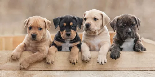 Kutyás Puppy Team fürdőlepedő, strand törölköző 70x140cm