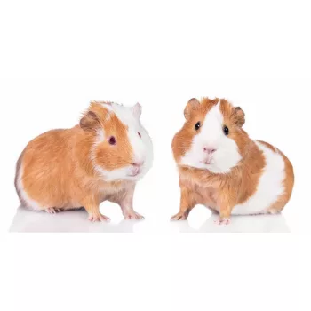   Tengerimalac Guinea Pals fürdőlepedő, strand törölköző 70*140cm