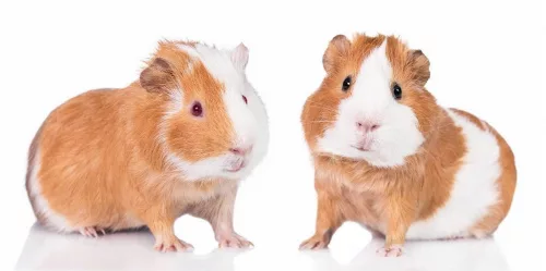 Tengerimalac Guinea Pals fürdőlepedő, strand törölköző 70*140cm