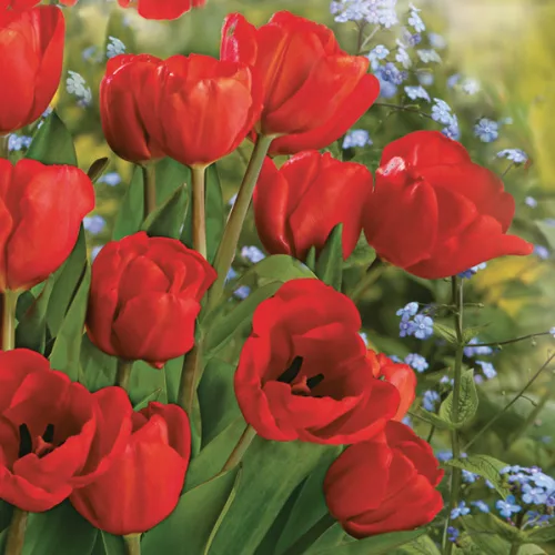 Tulipán Bunch szalvéta 20 db-os 33x33 cm