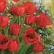 Tulipán Bunch szalvéta 20 db-os 33x33 cm