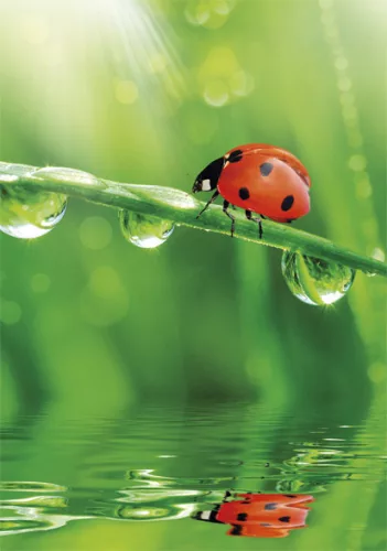 Természet Ladybug A/4 gumis mappa