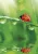 Természet Ladybug A/4 gumis mappa